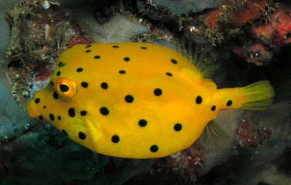 OSTRACION CUBICUS